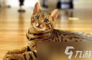 猫之城内特角色介绍