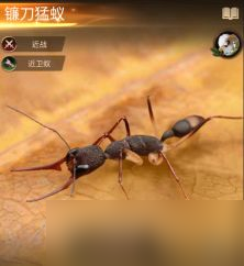 《小小蚁国》特化蚁的属性介绍