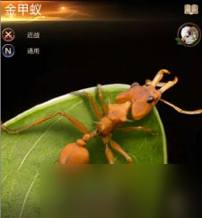 《小小蚁国》特化蚁的属性介绍