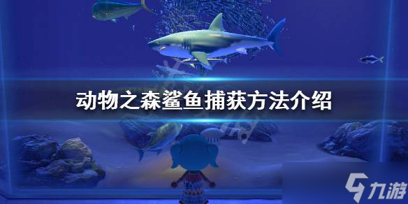 動物森友會釣鯊魚方法