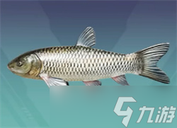 和平精英綠洲世界釣魚(yú)圖鑒