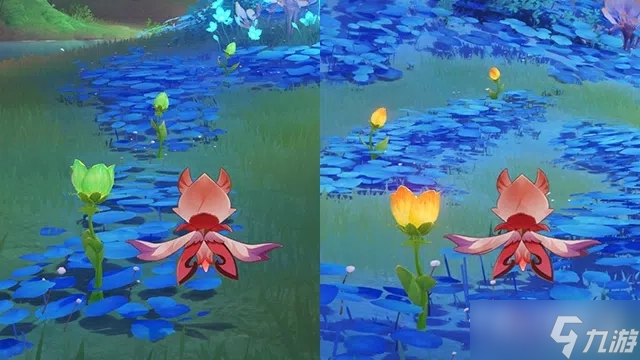 《原神》净觉花开花方法