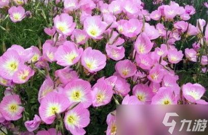 黎明觉醒生机无限刷月见花要怎么做 具体一览