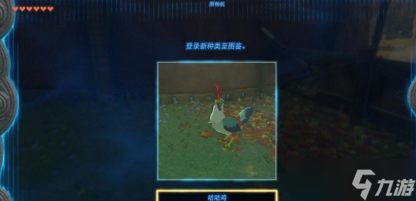 《塞爾達(dá)傳說王國之淚》咕咕雞的布料怎么獲得？咕咕雞的布料獲得方法