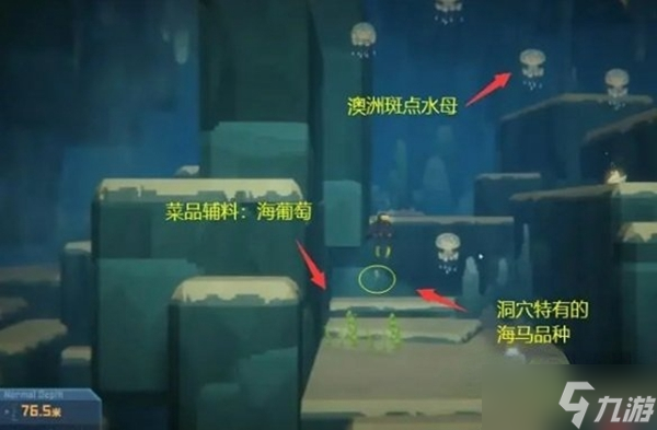 潜水员戴夫澳洲水母在哪