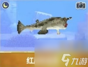 潜水员戴夫红唇蝙蝠鱼在哪抓