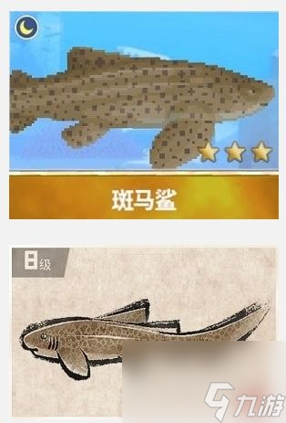 潜水员戴夫斑马鲨在哪抓