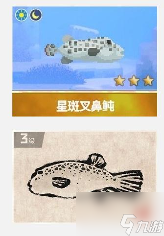 潜水员戴夫星斑叉鼻鲀怎么捕捉