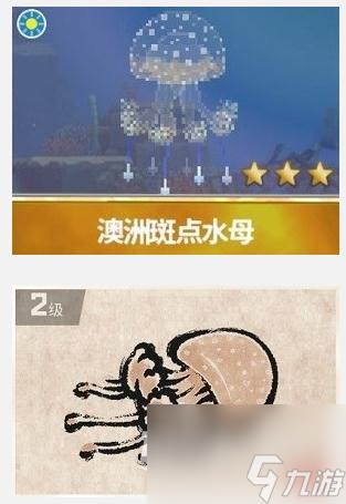 潜水员戴夫3星澳洲斑点水母捕捉攻略