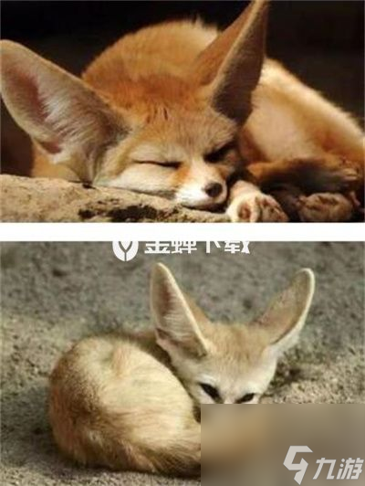 提纳里是什么动物 原神提纳里的动物原型介绍