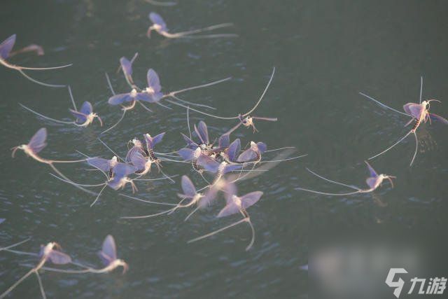 蜉蝣和蚍蜉指的是一种生物