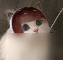 王者荣耀猫咪坦克接头头像汇总