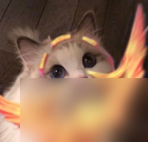 王者荣耀猫咪坦克接头头像汇总