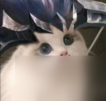 王者荣耀猫咪坦克接头头像汇总