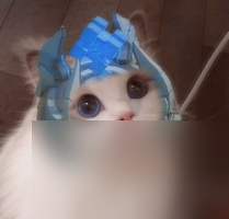 王者荣耀情侣猫咪头像情头汇总