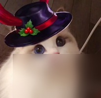 王者荣耀情侣猫咪头像情头汇总