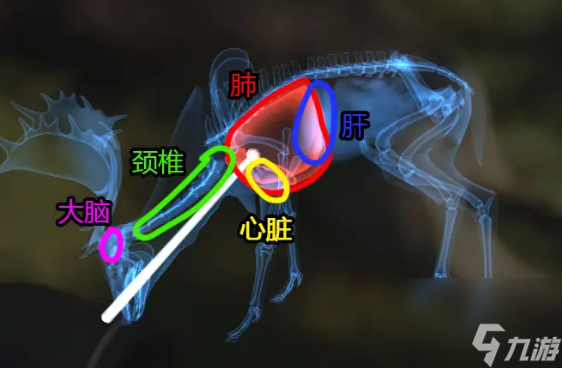 獵人荒野的呼喚獵物致命部位是什么