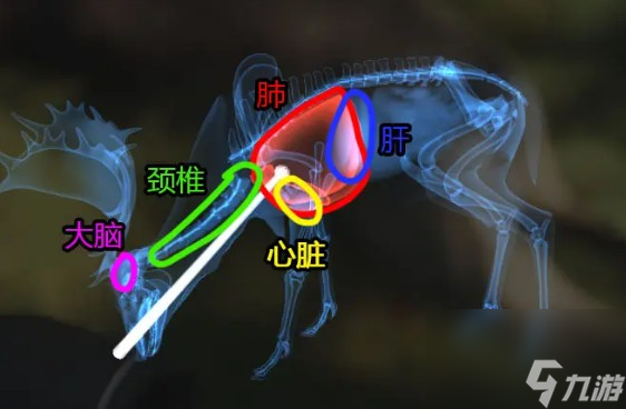 獵人荒野的呼喚獵物致命部位的位置