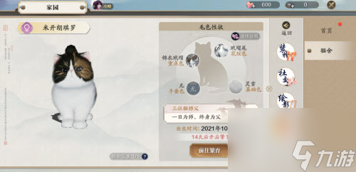 天涯明月刀小动物分布(天涯明月刀猫咪怎么捏)