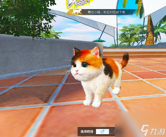和平精英在哪领养猫？