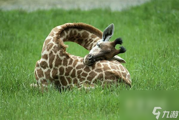 长颈鹿无法趴着睡觉