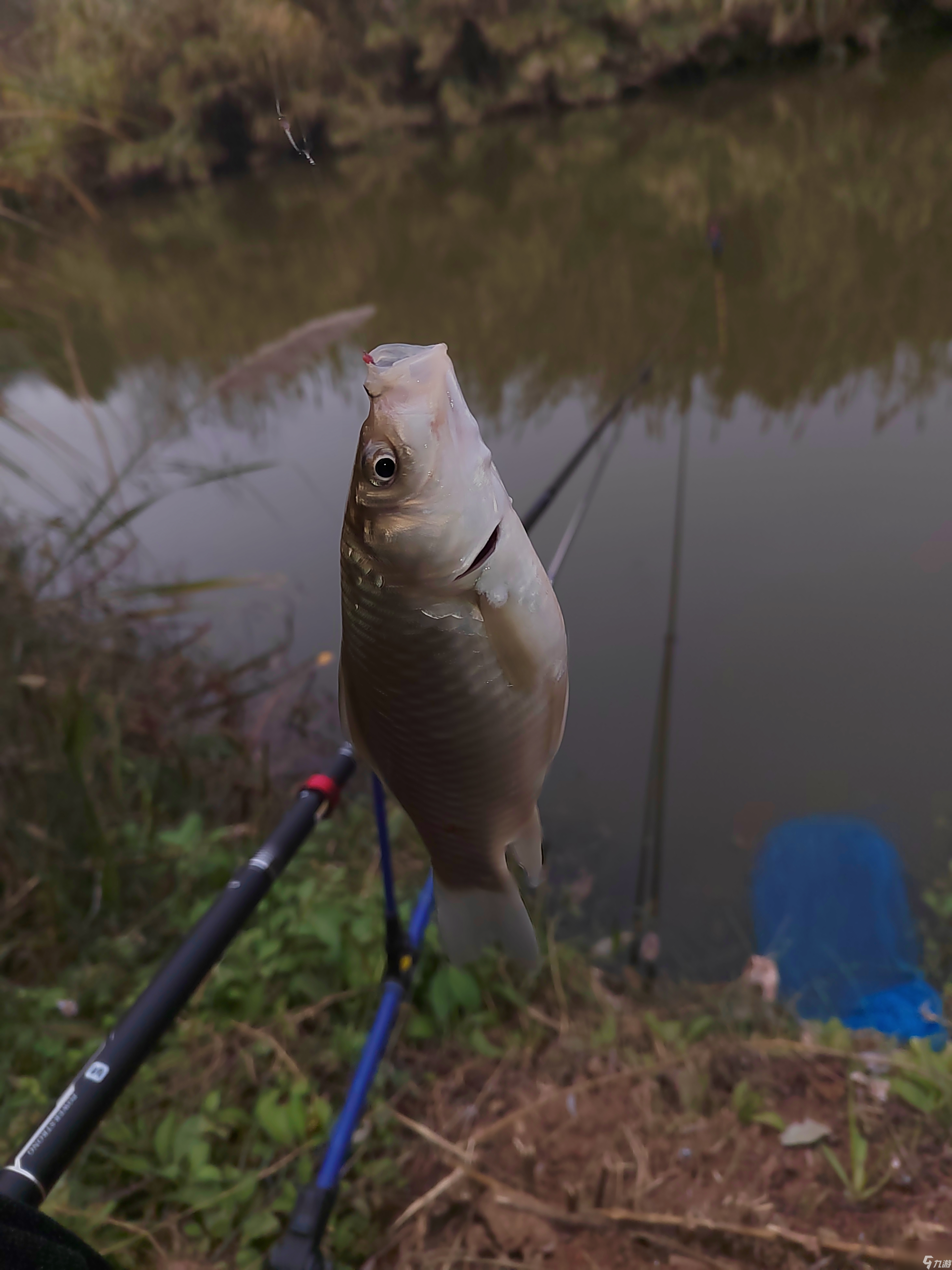 釣魚看漂游戲攻略（釣魚看漂怎么釣大魚）