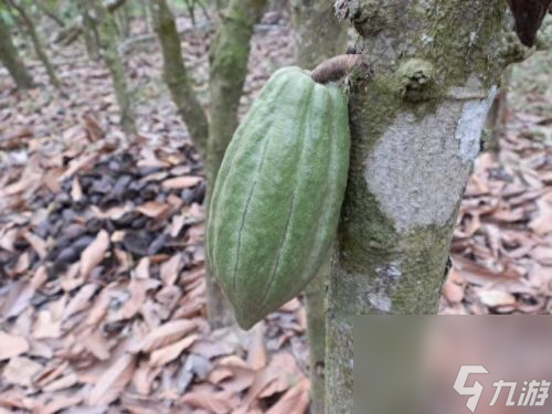洛克王國可可果樹在哪(洛克王國可可果樹沒了)