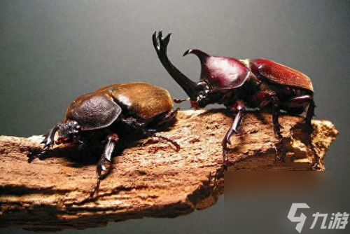 獨(dú)角仙怎樣抓(一只30萬的獨(dú)角仙)