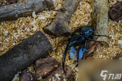 獨(dú)角仙怎樣抓(一只30萬的獨(dú)角仙)