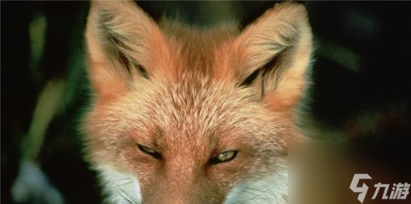 《魔女之泉3》赤狐狸捕捉指南（详解游戏中如何抓住赤狐狸，让你轻松完成任务）