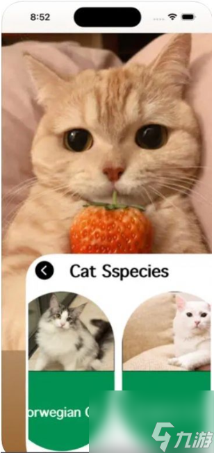 爱猫物语宠物店怎么玩 爱猫物语宠物店游戏攻略大全