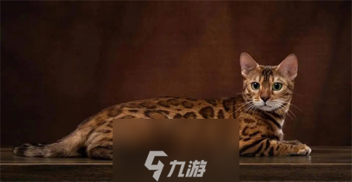 猫之城内特是什么品种的猫-猫之城猫咪品种分析