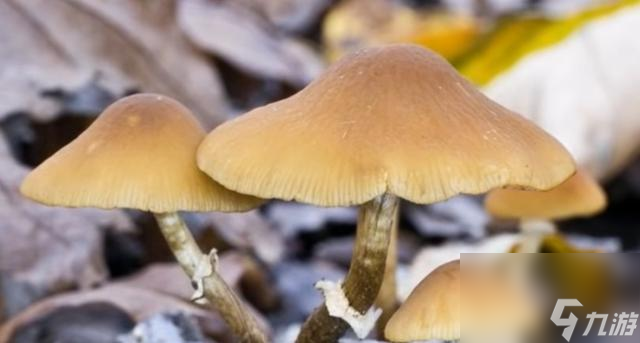 《螺旋风暴蘑菇流》玩法详解（掌握技巧，玩转蘑菇流）