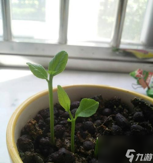 《发芽啦植物》全解锁通关攻略（怎样解锁所有植物，带你一步步征服游戏世界）