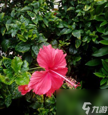 山海鏡花朱槿——魔幻之花（探秘山海鏡花朱槿的神秘技能與戰(zhàn)斗魔力）