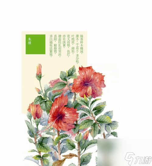 山海鏡花朱槿——魔幻之花（探秘山海鏡花朱槿的神秘技能與戰(zhàn)斗魔力）