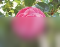 《我的俠客》十八學士圖鑒