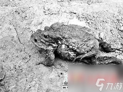 《小鸡快跑2》游戏捕捉迷你蟾蜍攻略（用一只小小的蟾蜍，打破全场最高分！游戏）
