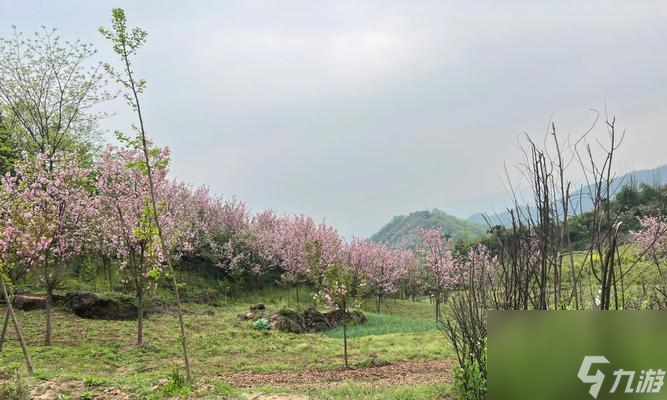 使命召喚手游櫻花鎮(zhèn)攻略：擊敗敵人，登頂排行榜