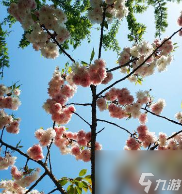 任務(wù)呼喚手游櫻花鎮(zhèn)攻略 打敗敵人 登頂排行榜