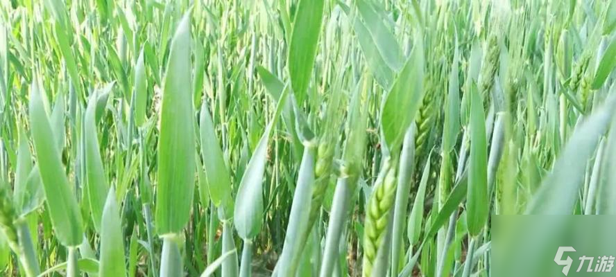 手工星球（从种植到收获，教你轻松获取大量小麦）