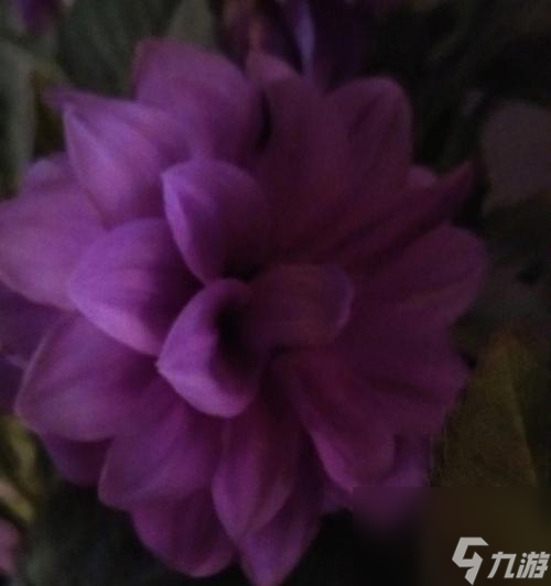 《光遇》紫色毛靴棉裤兑换攻略（想要紫色毛靴棉裤？看这里的兑换建议！）