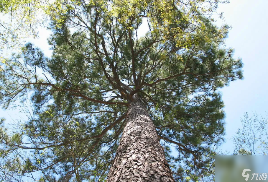 植物大戰(zhàn)僵尸火炬樹樁介紹