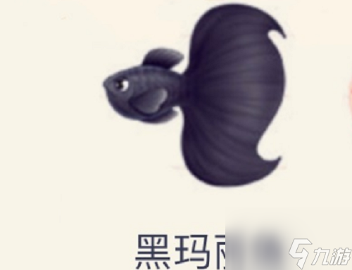 摩爾莊園黑瑪麗魚(yú)垂釣位置介紹