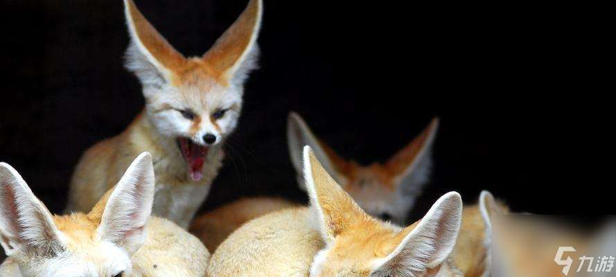 《魔女之泉3》中如何抓赤狐狸（赤狐狸捕捉方法详解，让你轻松捉到萌萌的赤狐狸！）