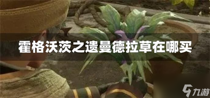 霍格沃茨之遺曼德拉草在哪買