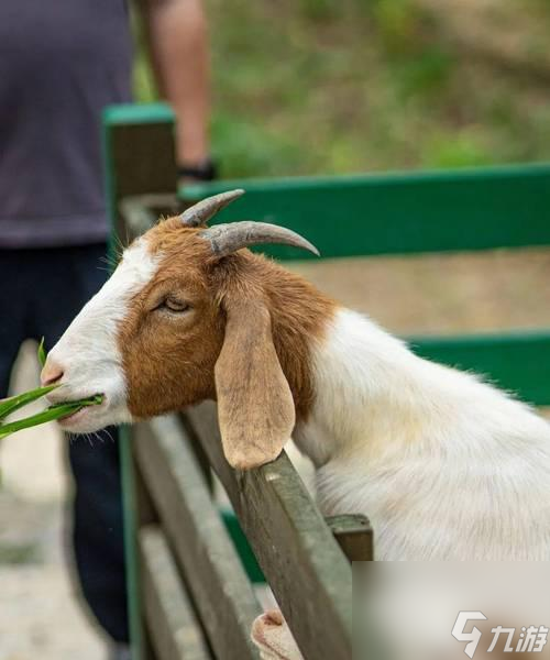 瘋狂動物園資本鷹屬性圖鑑攻略怎麼抓到最稀有的資本鷹