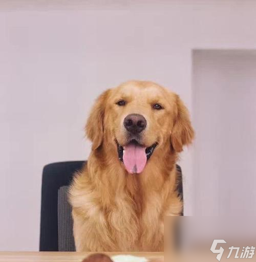 风暴对决狗狗旋风，一场不可错过的狂风暴雨战斗！（狗狗旋风技能属性详细解析，教你轻松战斗！）
