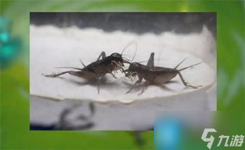 零基础怎么玩金铲铲之战-0基础新手入门教学