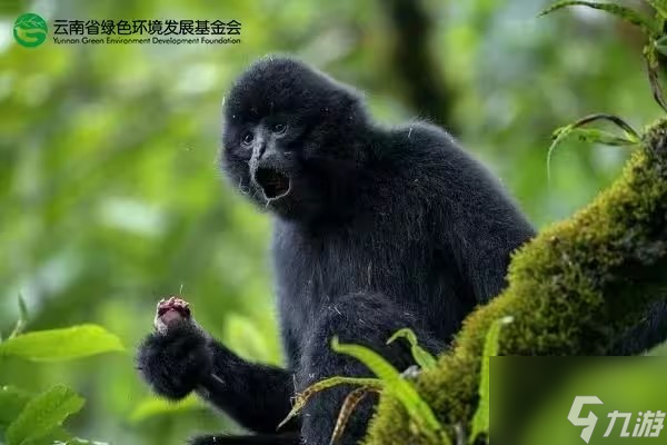 蛋仔派對全民樂園狂歡活動攻略 全民樂園狂歡活動玩法介紹